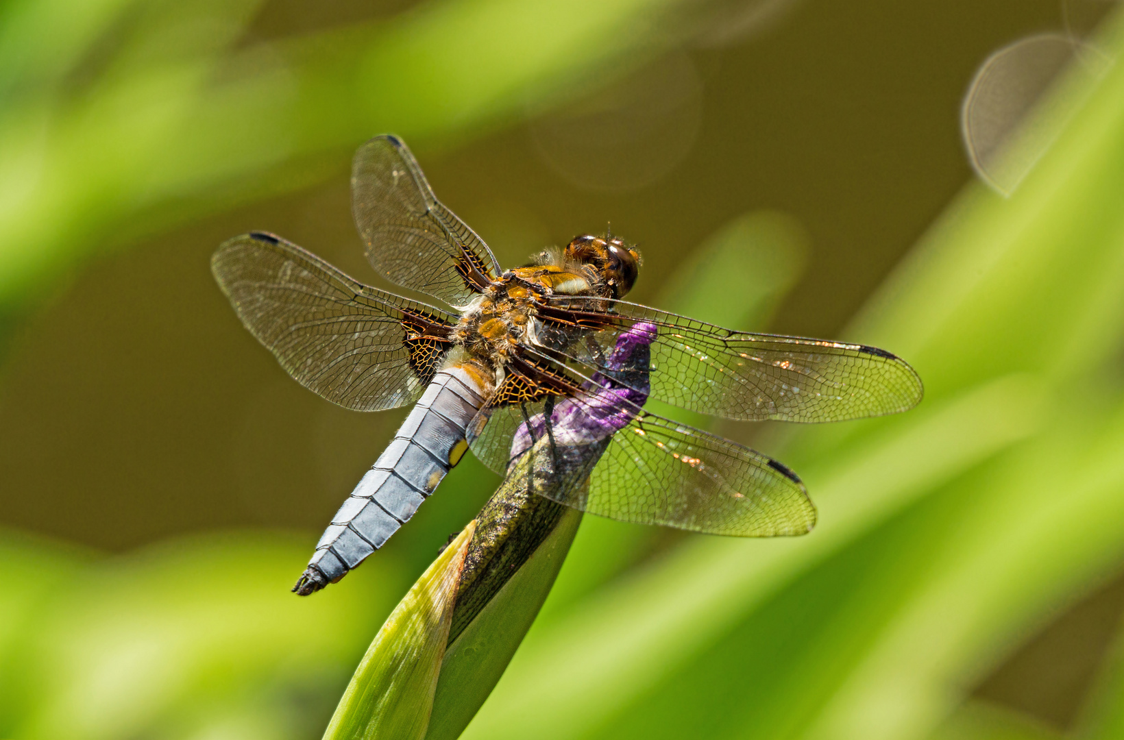 Ein Plattbauch (Libellula depressa)