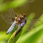 Ein Plattbauch (Libellula depressa)