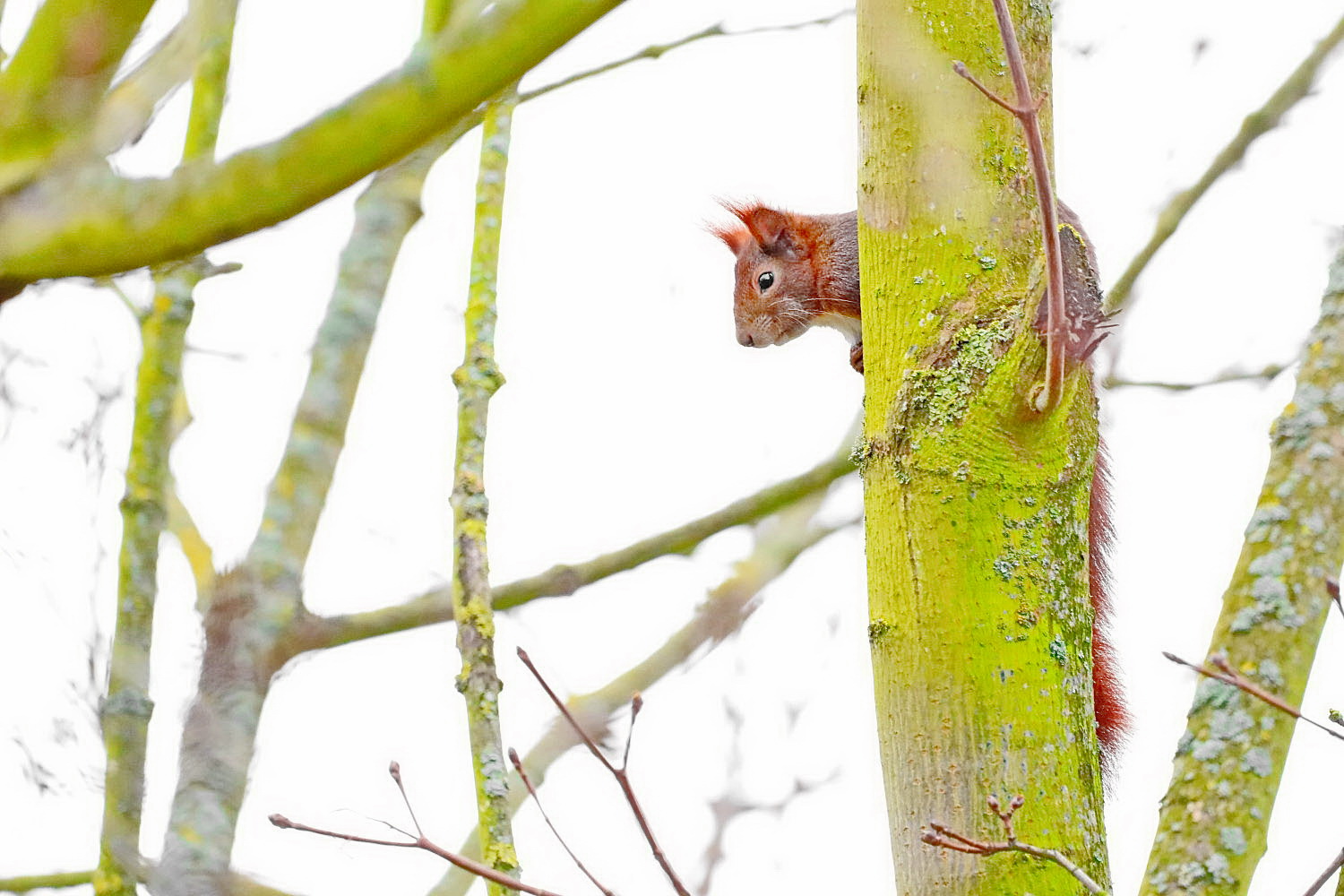 ein Platz am Baum...