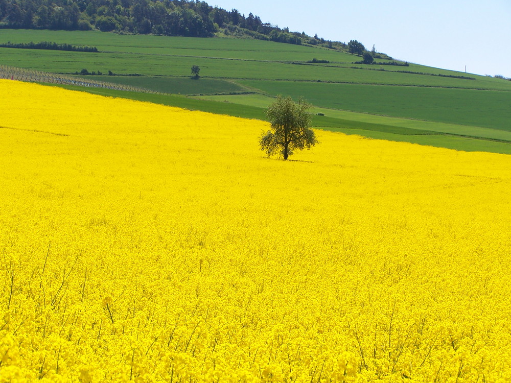 Ein Platz an der Sonne