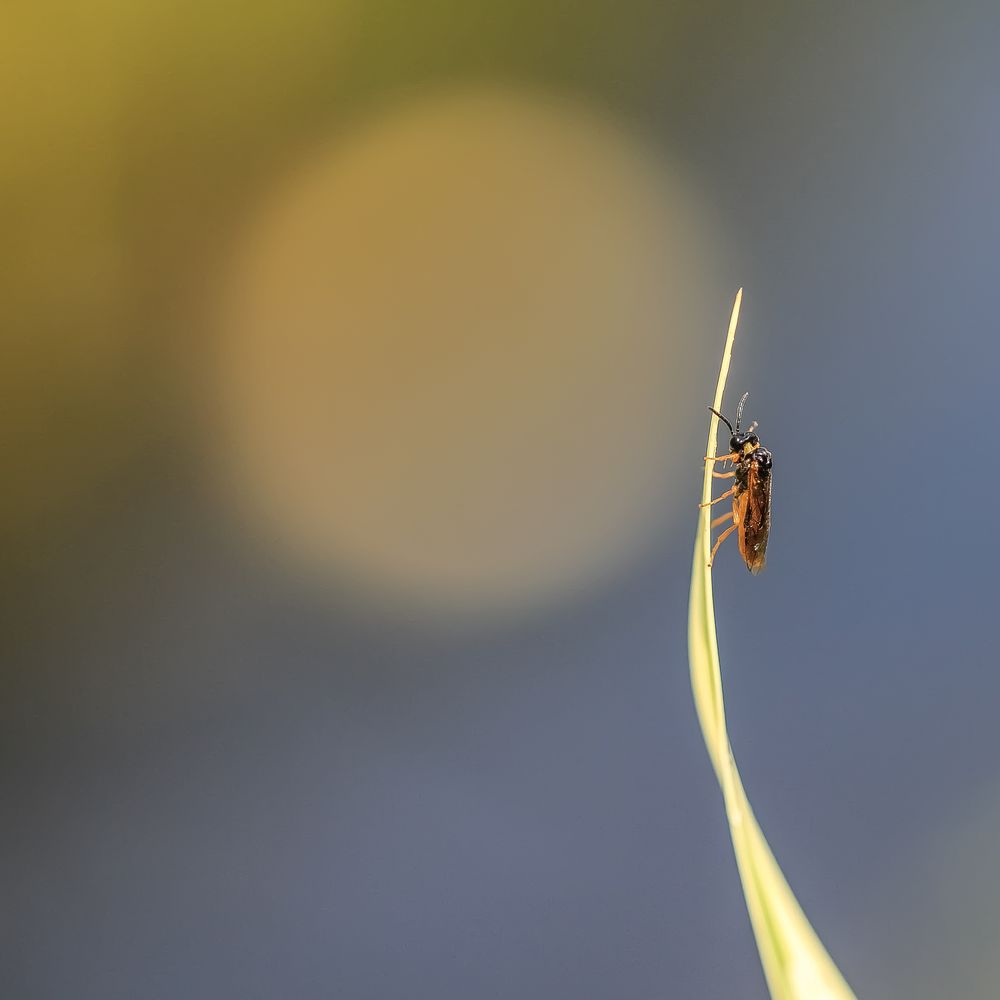 Ein Platz an der Sonne