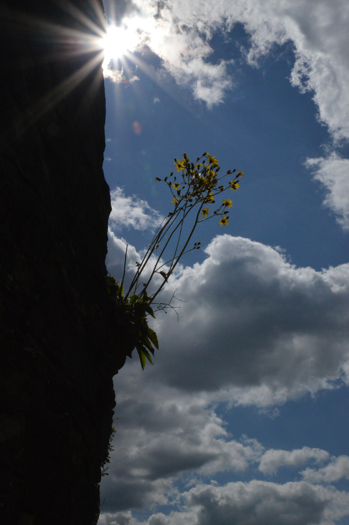 Ein Platz an der Sonne