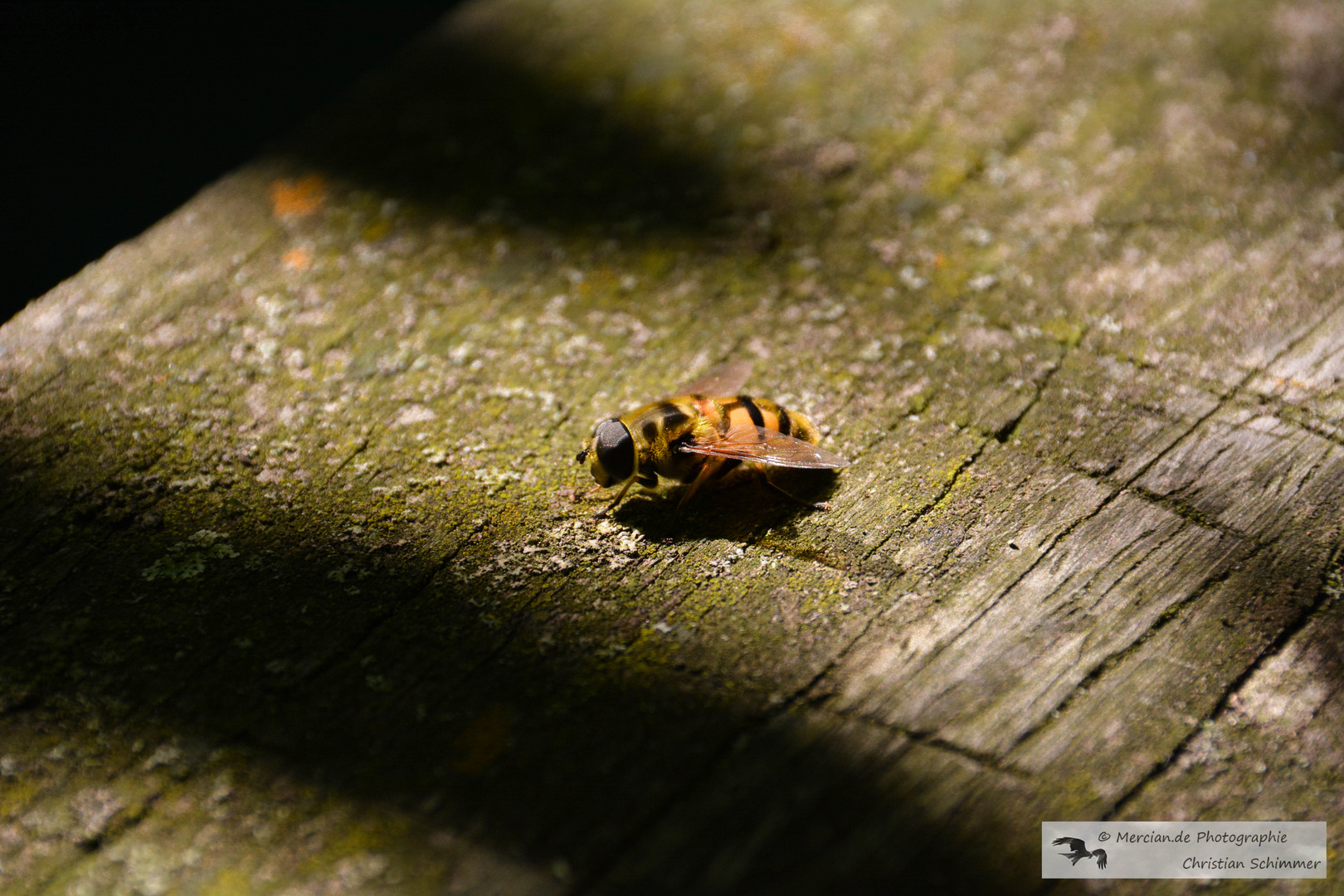 Ein Platz an der Sonne