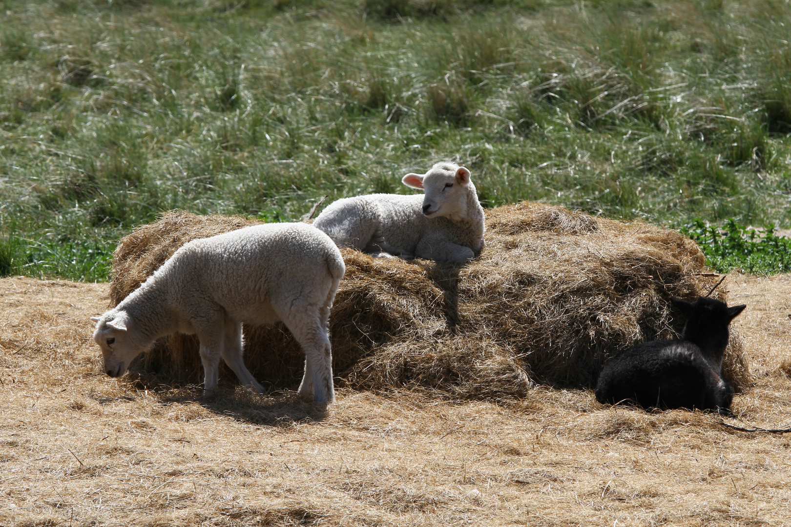 Ein Platz an der Sonne