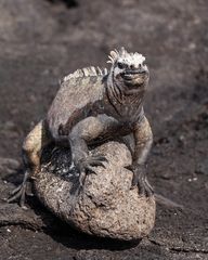 Ecuador - Galapagos