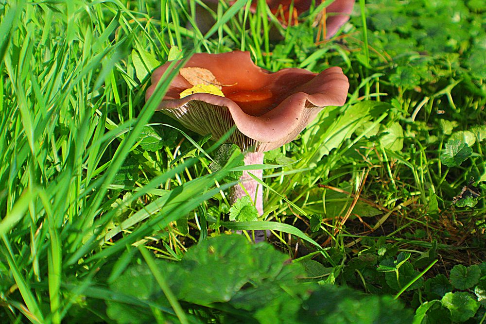 Jahreslose Ein Platz An Der Sonne Jahreslose Ein Platz An Der Sonne