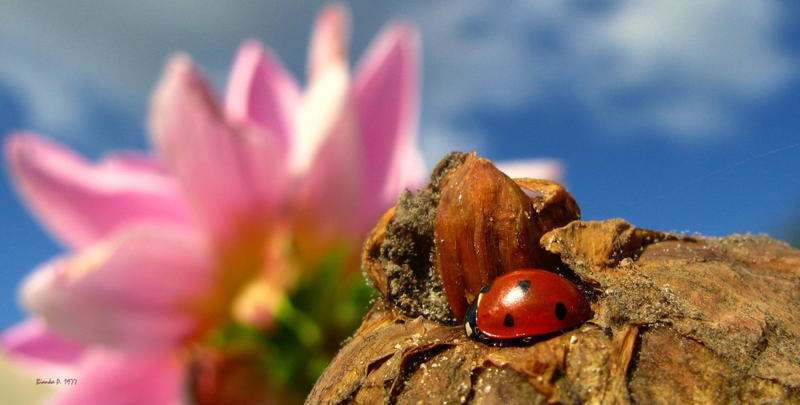 ein platz an der sonne