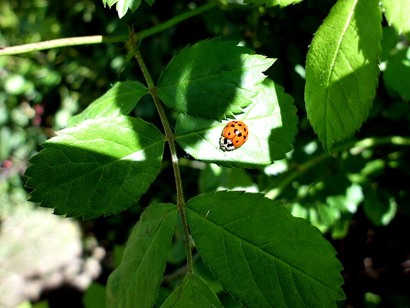 Ein Platz an der Sonne