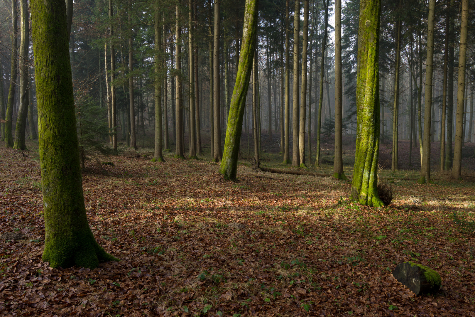 ein platz an der sonne