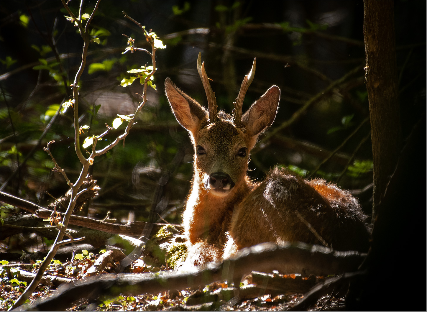 Ein Platz an der Sonne   . . .