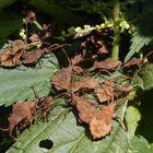 Ein Platz an der Sonne für Lederwanzen-Nymphen (Coreus marginatus)