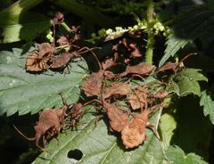 Ein Platz an der Sonne für Lederwanzen-Nymphen (Coreus marginatus)