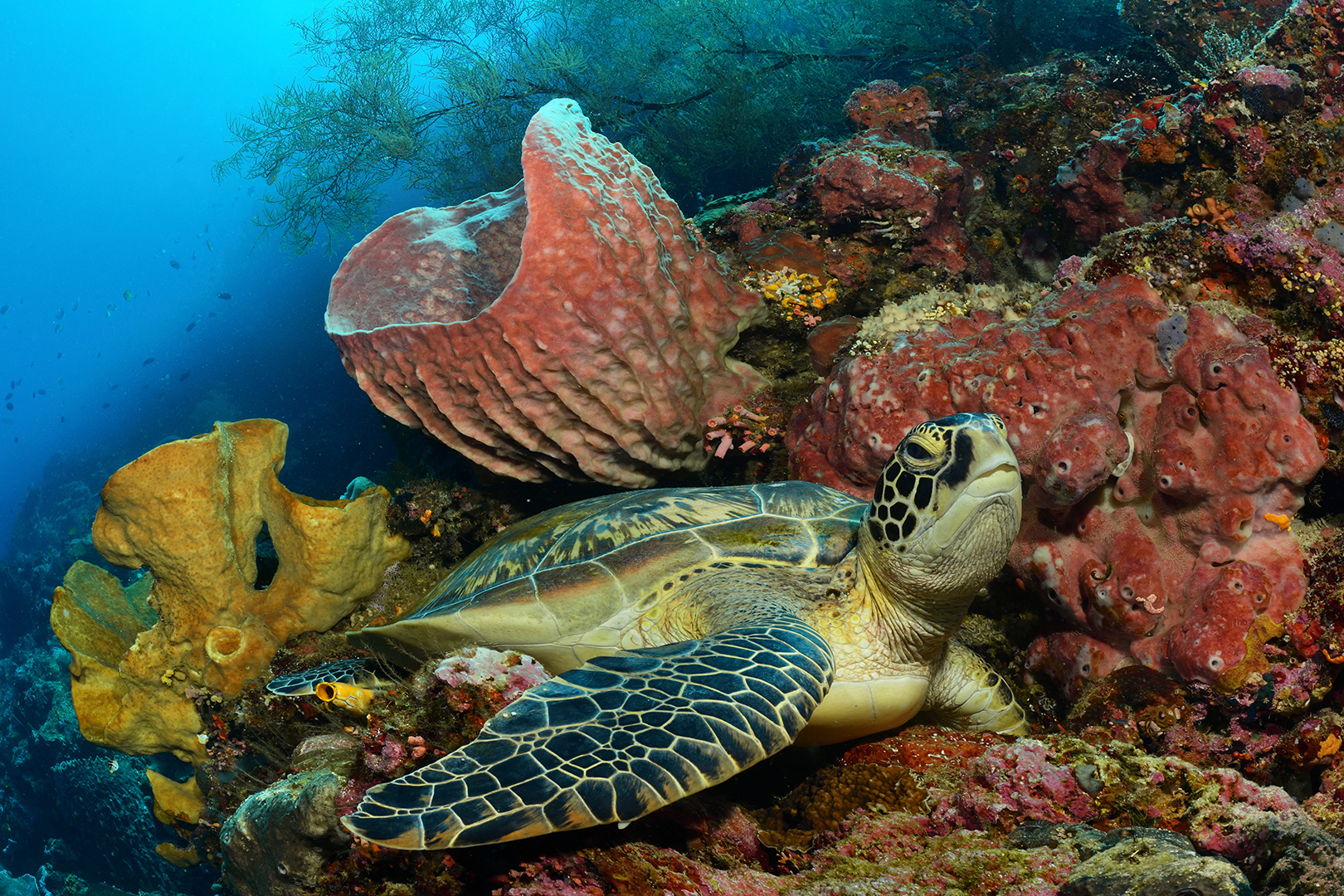 Ein Platz an der Sonne (Grüne Meeresschildkröte/Chelonia mydas)