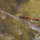  Ein Platz an der Sonne! - Südliche Heidelibelle (Sympetrum meridionale)