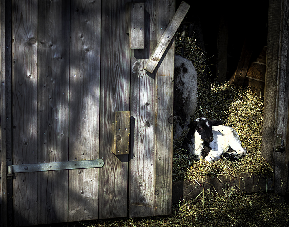 Ein Platz an der Sonne ( Tiere )