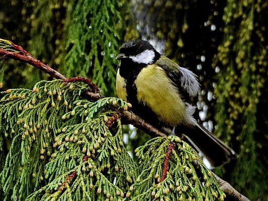 ein Platz auf der Zypresse