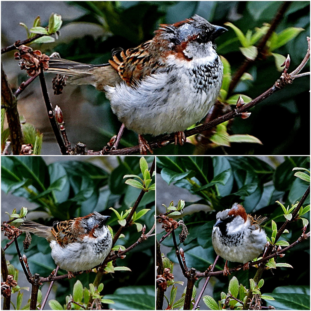 ein Platz für den Spatz