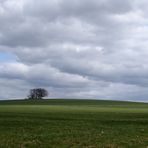 ein Platz für die Feldlerche