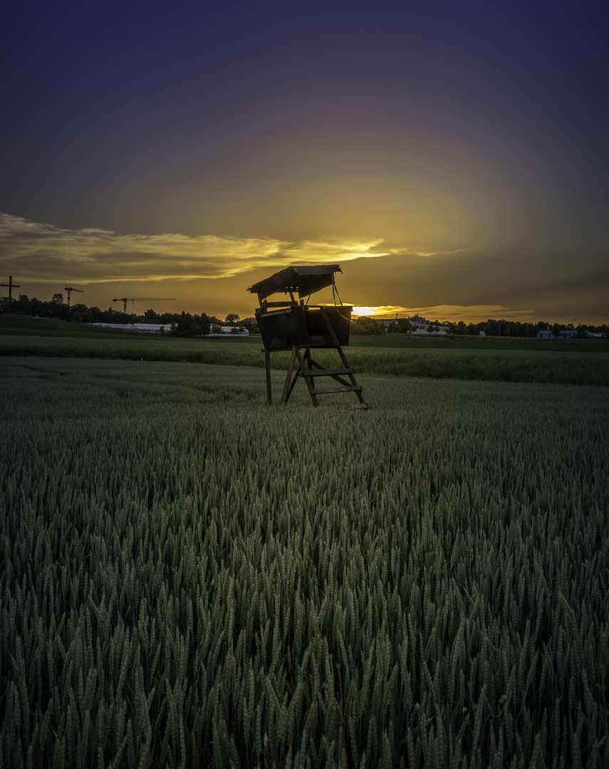 Ein Platz im Kornfeld