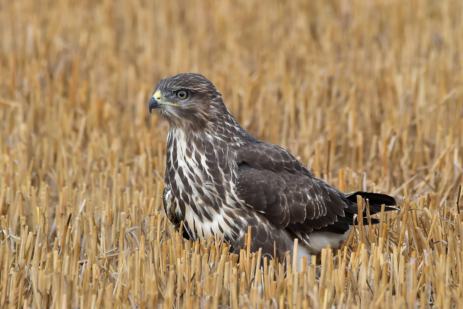 Ein Platz im Kornfeld