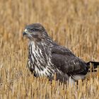 Ein Platz im Kornfeld