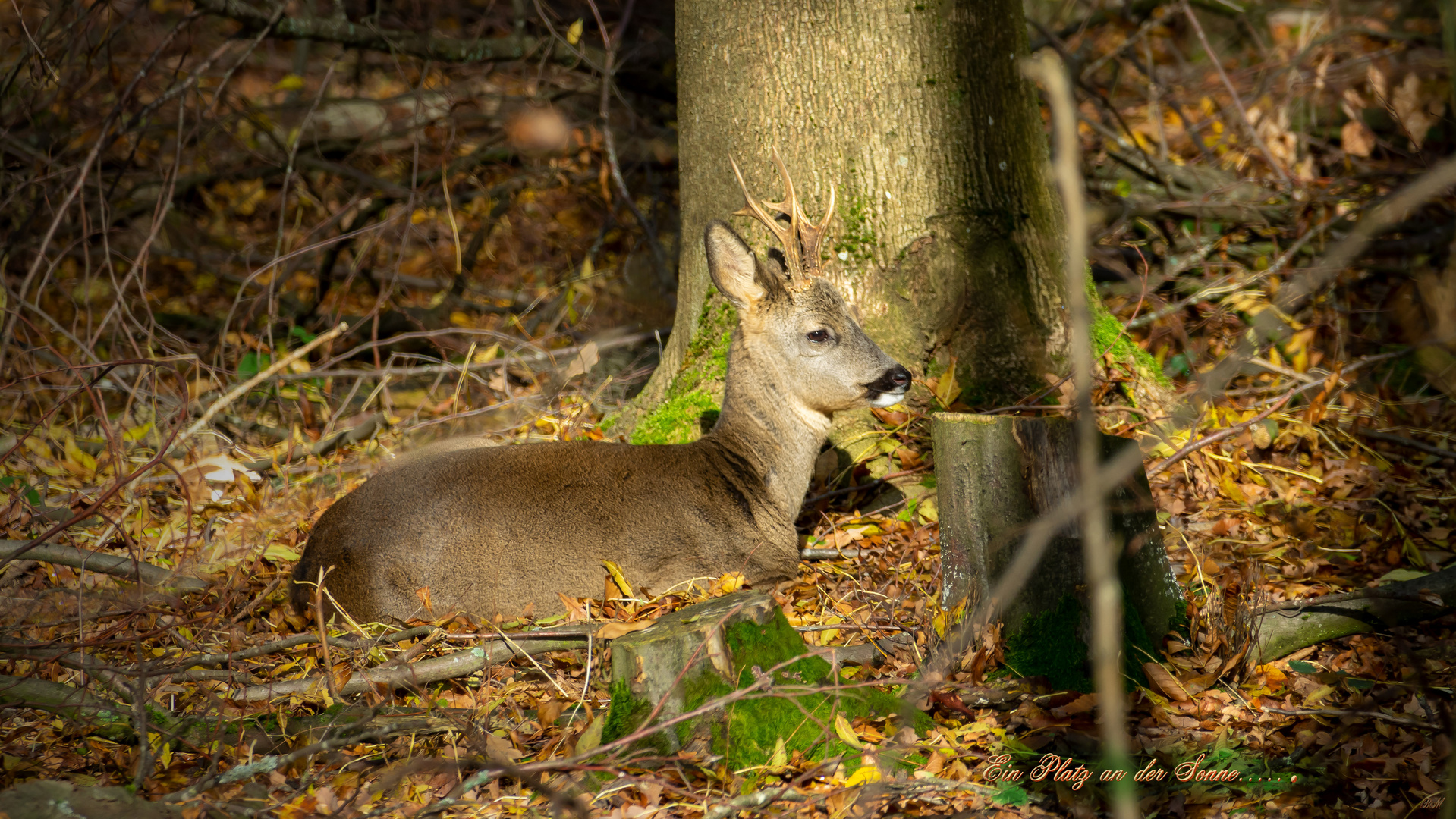 Ein Platz in der Sonne