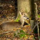 Ein Platz in der Sonne