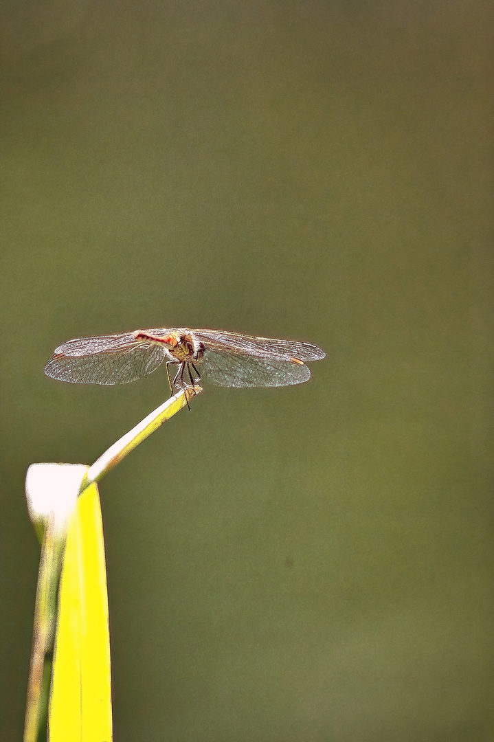 Ein Platz in der Sonne - blutrote Heidelibelle (?)