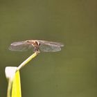 Ein Platz in der Sonne - blutrote Heidelibelle (?)