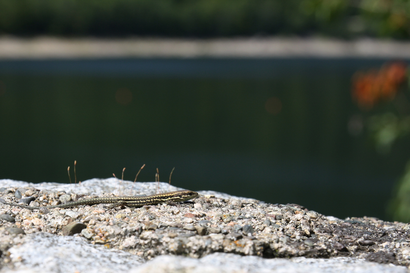 Ein Platz mit Seeblick