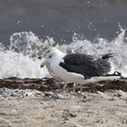 Ein Plausch beim Strandspaziergang