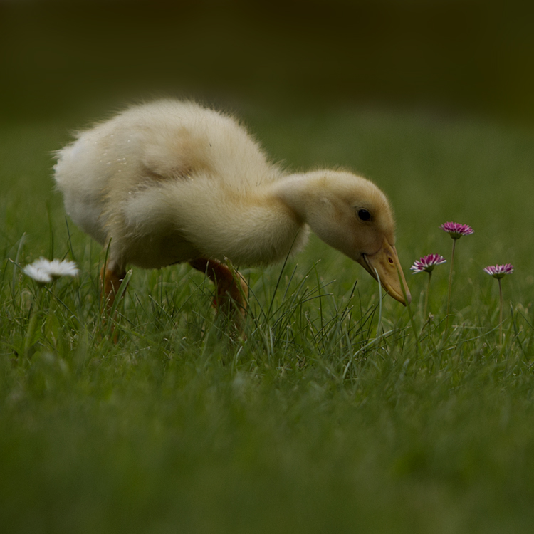 ein plüschtierchen...