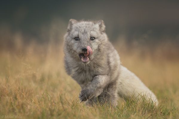 Ein Polarfuchs tobt sich aus