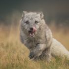 Ein Polarfuchs tobt sich aus