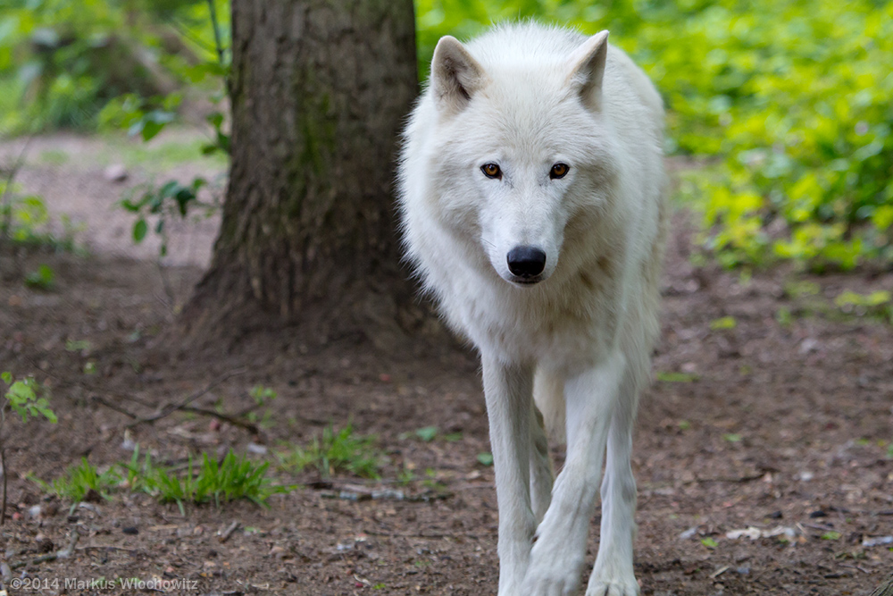 Ein Polarwolf