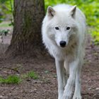 Ein Polarwolf