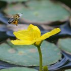Ein Pollensammler 