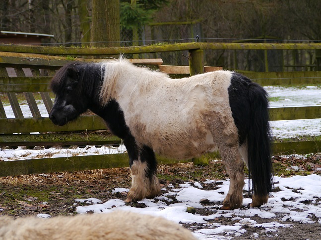 Ein Pony