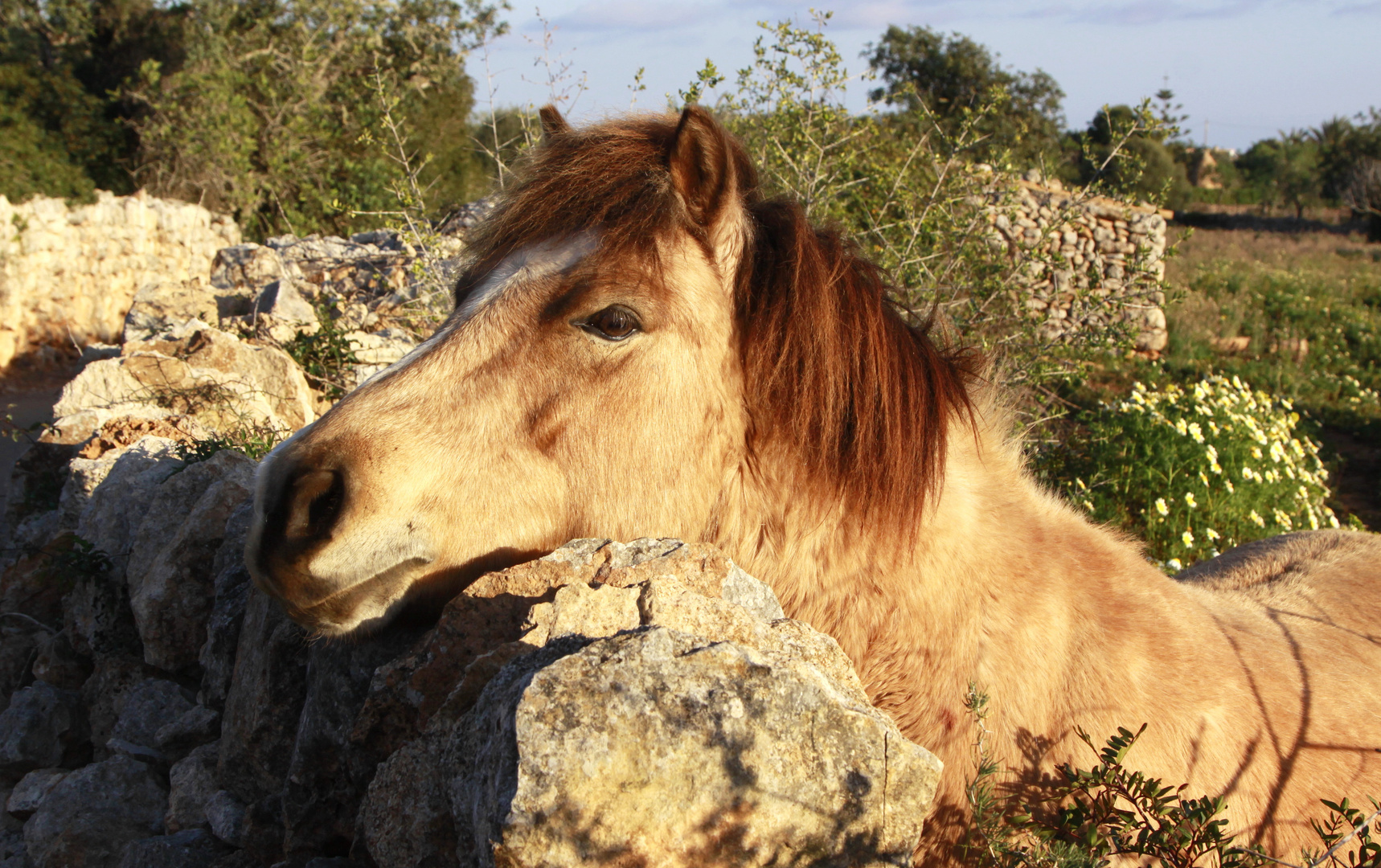 ein pony