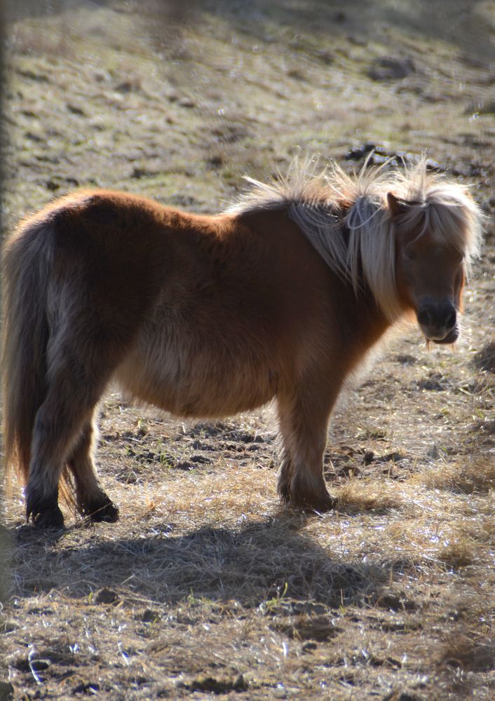 ...ein Pony