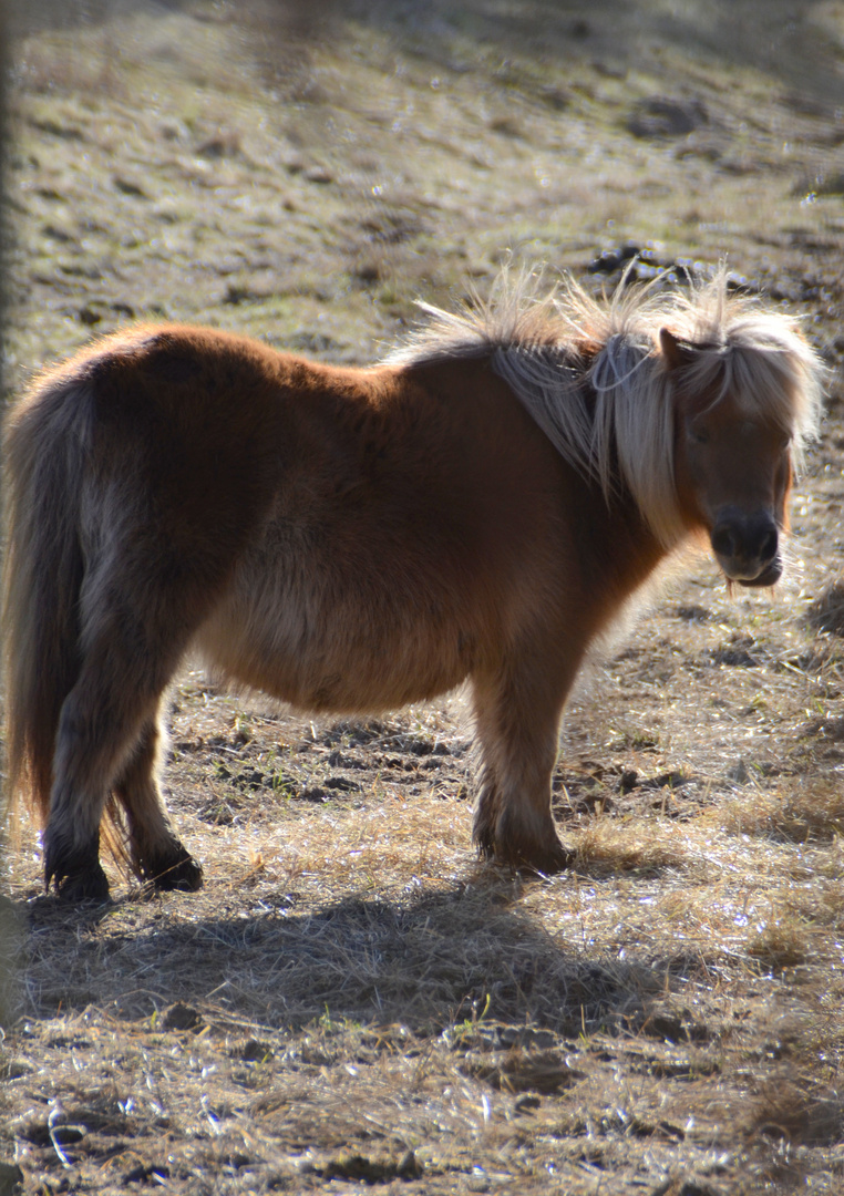 ...ein Pony