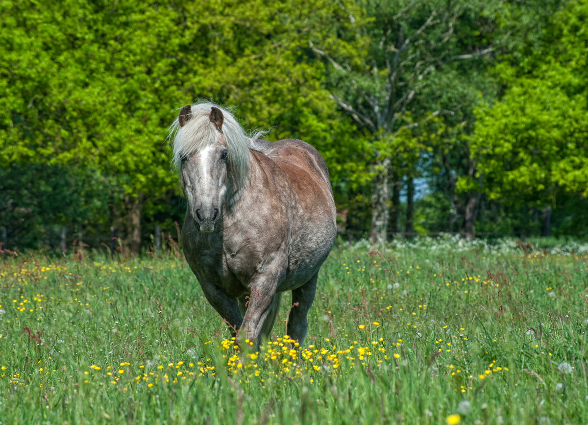 ein Pony im Mai