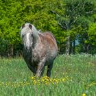 ein Pony im Mai