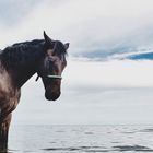ein Pony im Meer