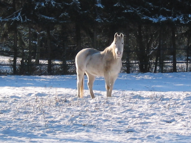 Ein Pony im Schnee