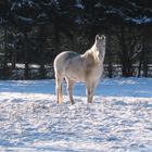 Ein Pony im Schnee