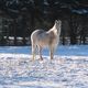 Ein Pony im Schnee