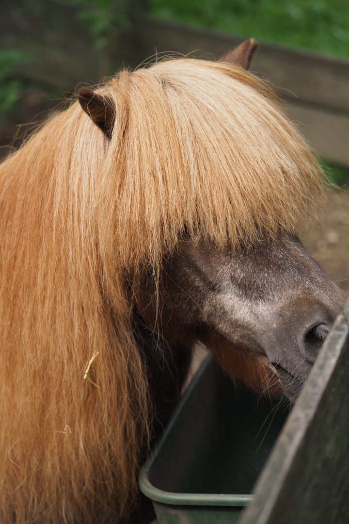 Ein Pony mit pony