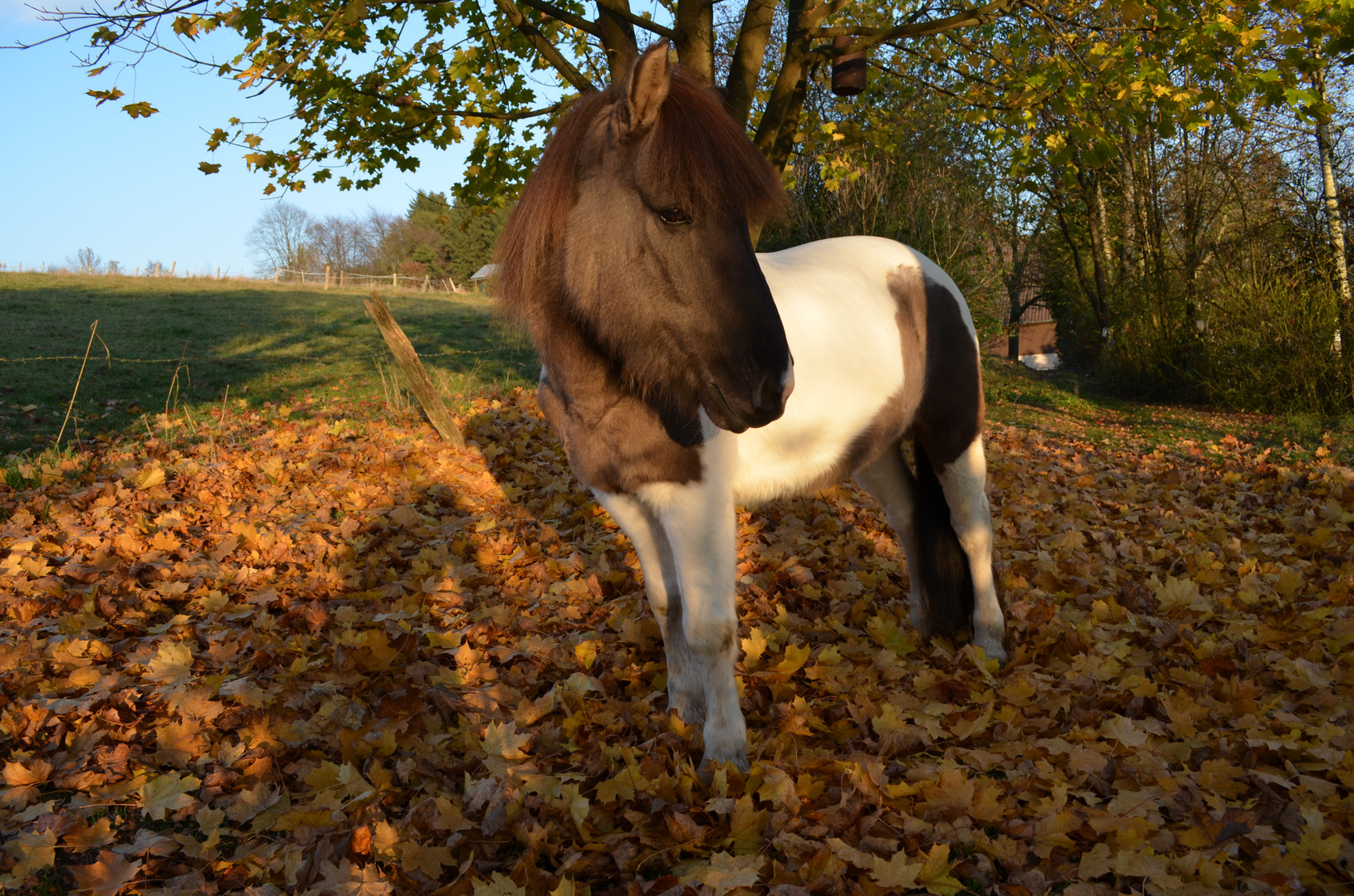 Ein Pony von der Insel aus Feuer und Eis im Herbstlaub