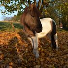 Ein Pony von der Insel aus Feuer und Eis im Herbstlaub